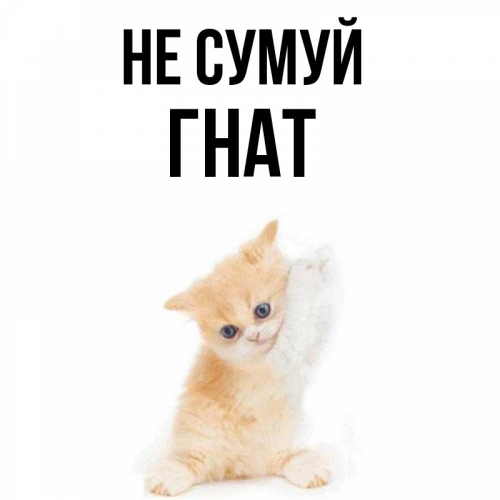 Открытка на каждый день з підписом, Гнат Не сумуй просящий кот Прикольна листівка з побажанням онлайн скачати безкоштовно 