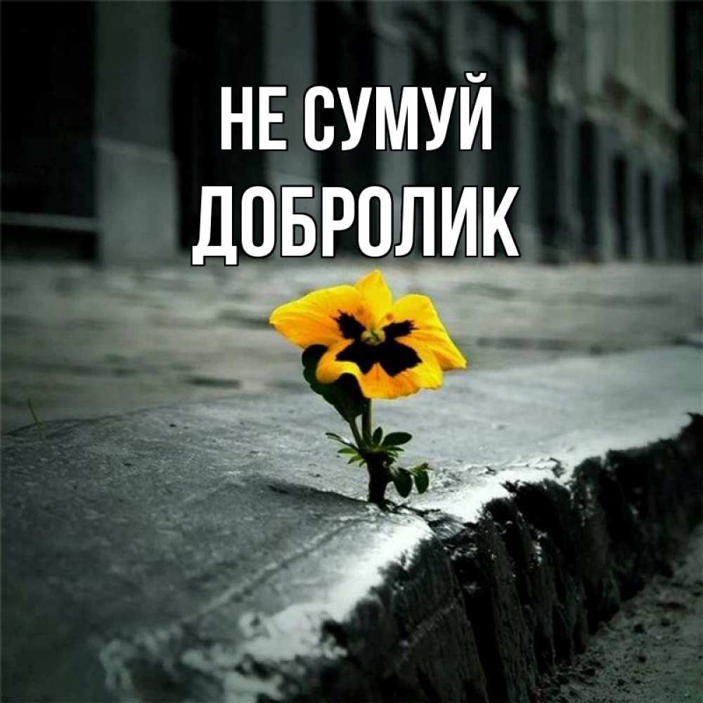 Открытка на каждый день з підписом, Добролик Не сумуй не сдавайся Прикольна листівка з побажанням онлайн скачати безкоштовно 