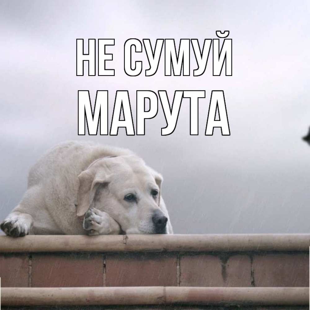 Открытка на каждый день з підписом, Марута Не сумуй белый пес 1 Прикольна листівка з побажанням онлайн скачати безкоштовно 