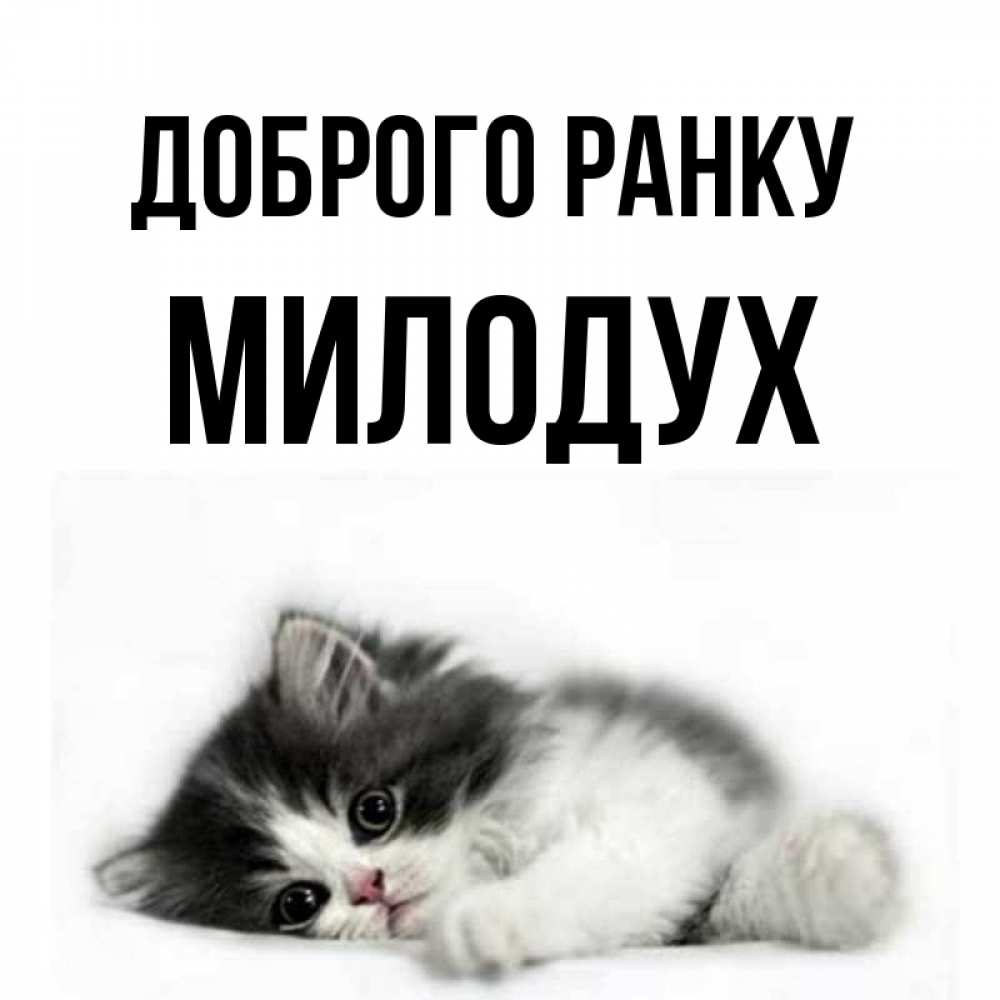 Открытка на каждый день з підписом, Милодух Доброго ранку кот лапки Прикольна листівка з побажанням онлайн скачати безкоштовно 