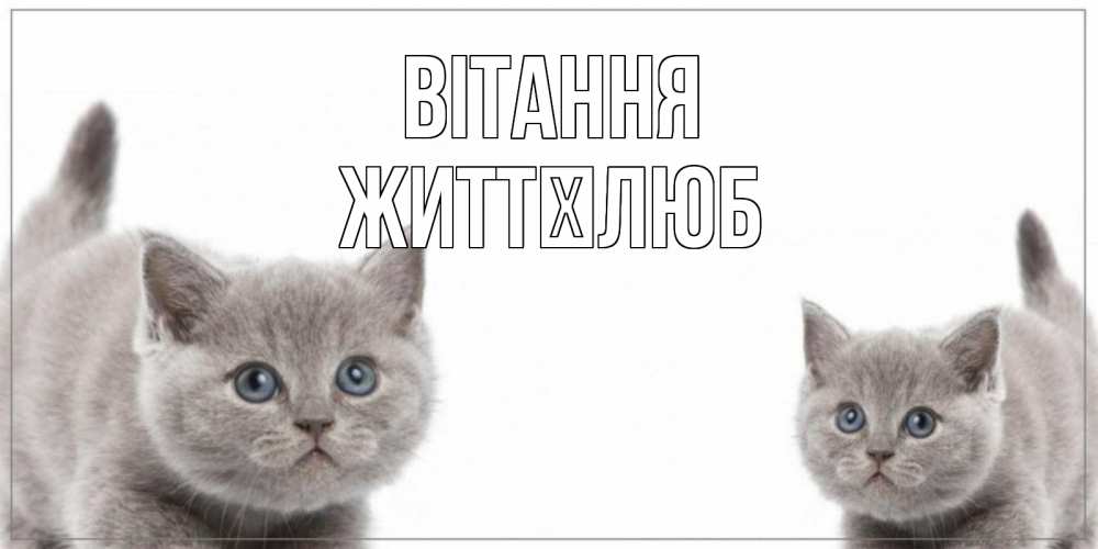 Открытка на каждый день з підписом, Життєлюб Вітання коты Прикольна листівка з побажанням онлайн скачати безкоштовно 