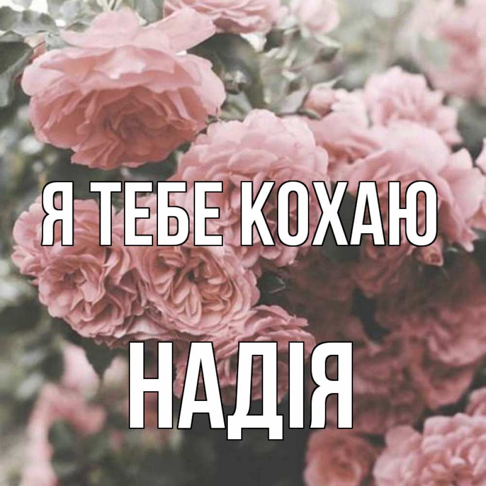 Открытка на каждый день з підписом, Надія Я тебе кохаю розы 3 Прикольна листівка з побажанням онлайн скачати безкоштовно 