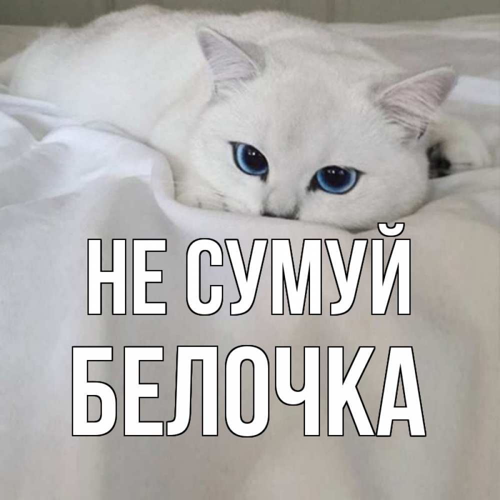 Открытка на каждый день з підписом, Белочка Не сумуй белый кот с голубыми глазами на белоснежной кровати Прикольна листівка з побажанням онлайн скачати безкоштовно 