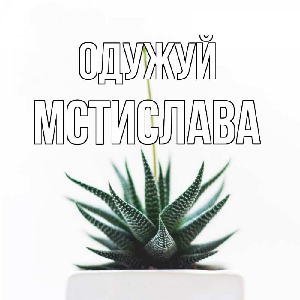 Открытка на каждый день з підписом, Мстислава Одужуй короче это непонятная колючка Прикольна листівка з побажанням онлайн скачати безкоштовно 
