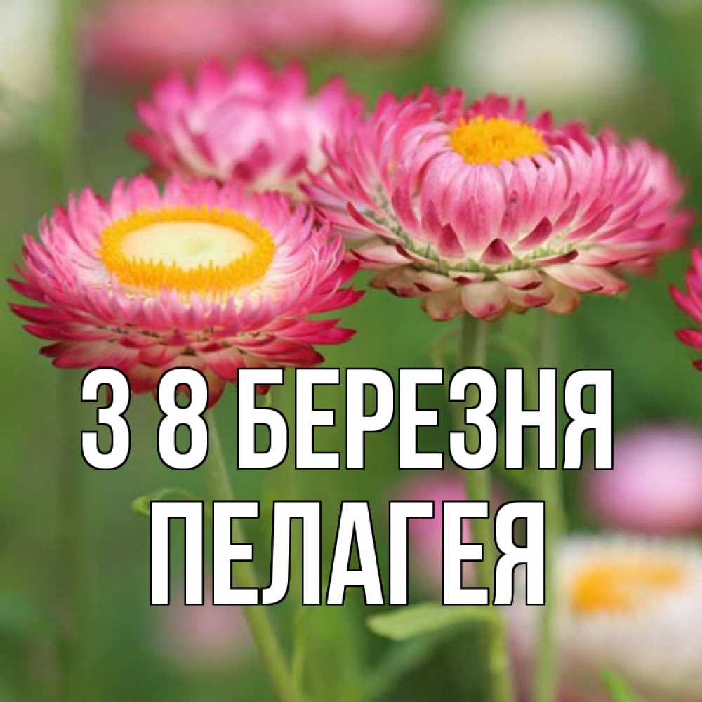 Открытка на каждый день з підписом, Пелагея З 8 БЕРЕЗНЯ подарок на международный женский день Прикольна листівка з побажанням онлайн скачати безкоштовно 