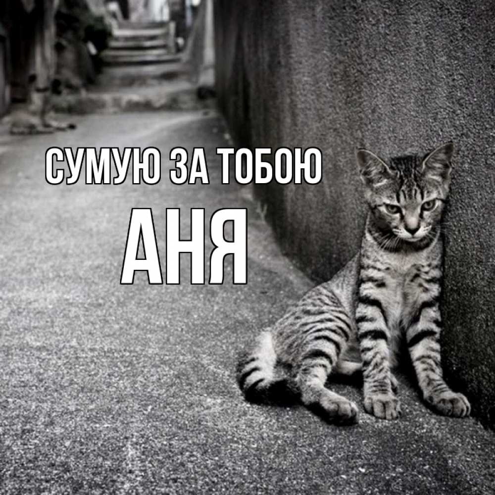 Открытка на каждый день з підписом, Аня Сумую за тобою одиноко котику Прикольна листівка з побажанням онлайн скачати безкоштовно 