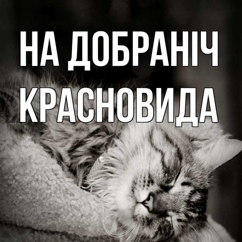 Открытка на каждый день з підписом, Красновида На добраніч котярик пушистый Прикольна листівка з побажанням онлайн скачати безкоштовно 