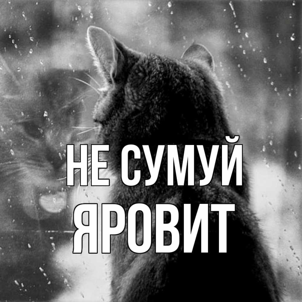 Открытка на каждый день з підписом, Яровит Не сумуй отражение кота 1 Прикольна листівка з побажанням онлайн скачати безкоштовно 