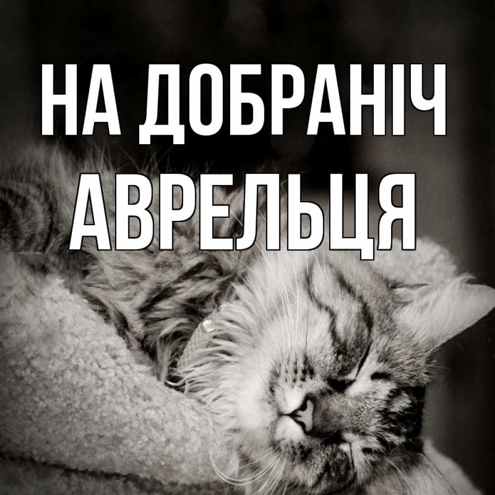 Открытка на каждый день з підписом, Аврельця На добраніч котярик пушистый Прикольна листівка з побажанням онлайн скачати безкоштовно 
