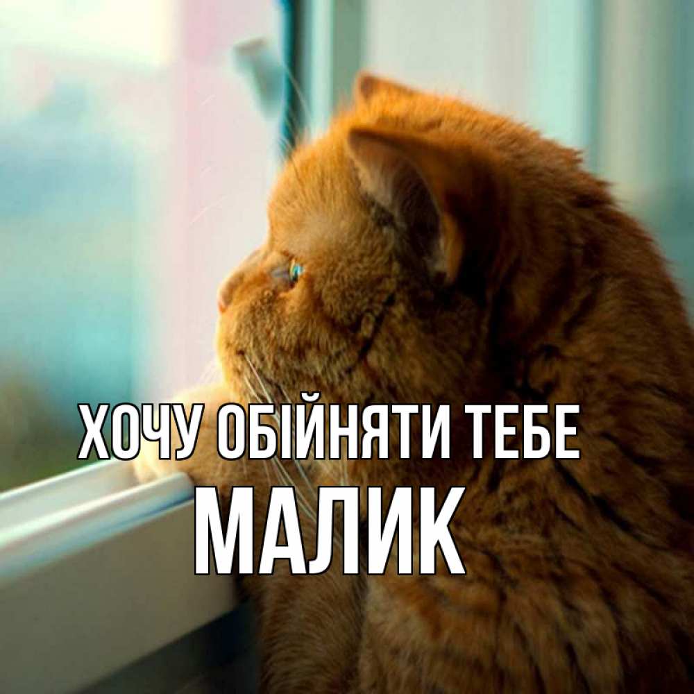 Открытка на каждый день з підписом, Малик Хочу обійняти тебе большой огромный рыжий котяра Прикольна листівка з побажанням онлайн скачати безкоштовно 