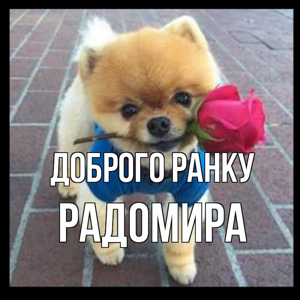 Открытка на каждый день з підписом, Радомира Доброго ранку роза в зубах Прикольна листівка з побажанням онлайн скачати безкоштовно 