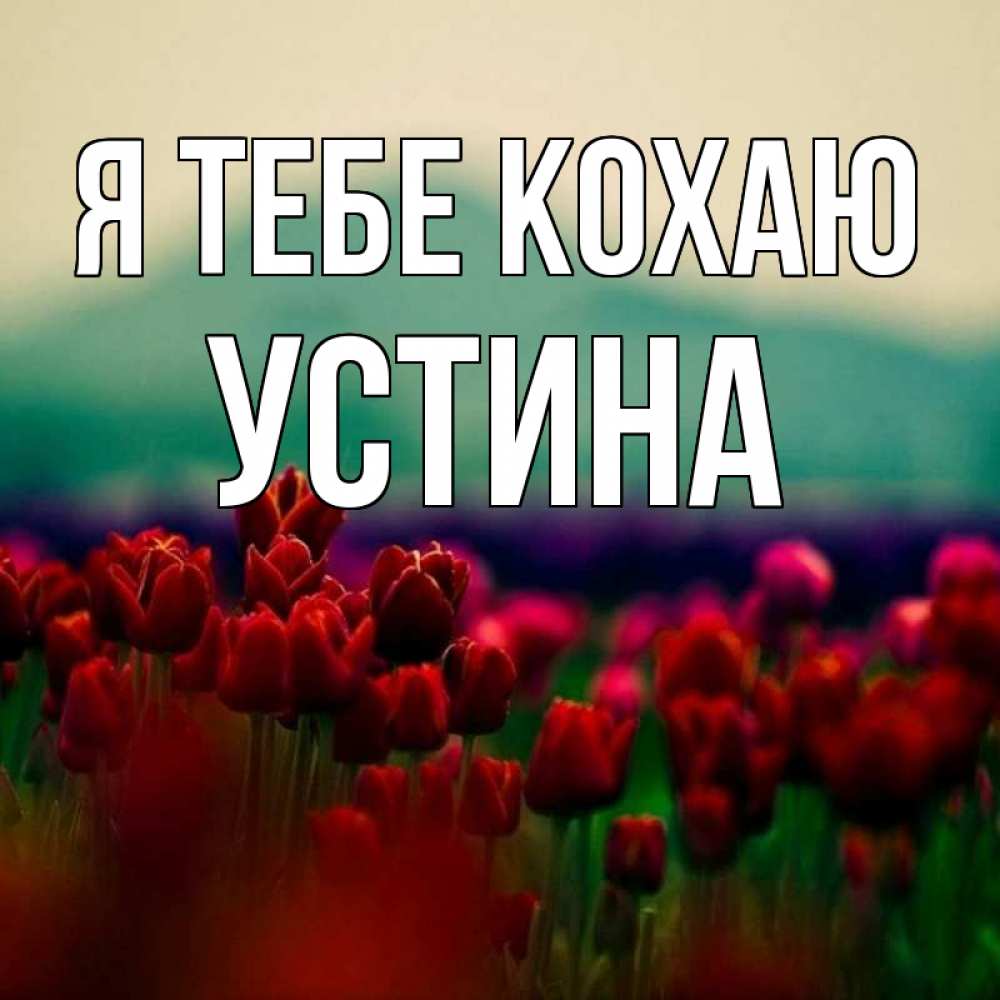 Открытка на каждый день з підписом, Устина Я тебе кохаю тюльпаны 4 Прикольна листівка з побажанням онлайн скачати безкоштовно 
