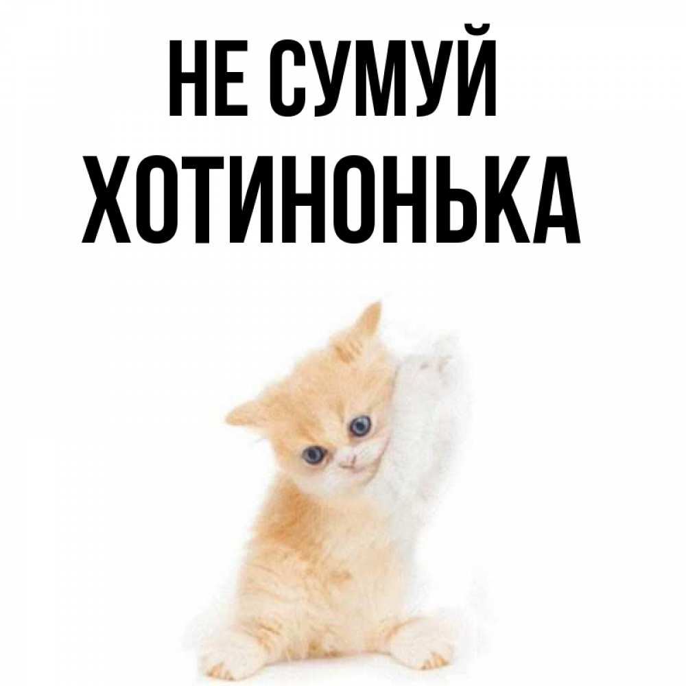 Открытка на каждый день з підписом, Хотинонька Не сумуй просящий кот Прикольна листівка з побажанням онлайн скачати безкоштовно 
