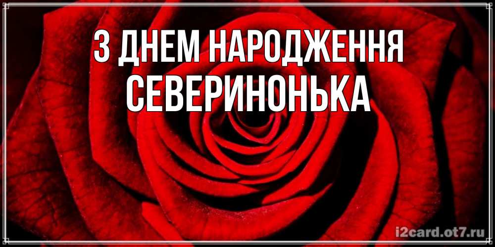 Открытка на каждый день з підписом, Северинонька З Днем народження алая роза Прикольна листівка з побажанням онлайн скачати безкоштовно 