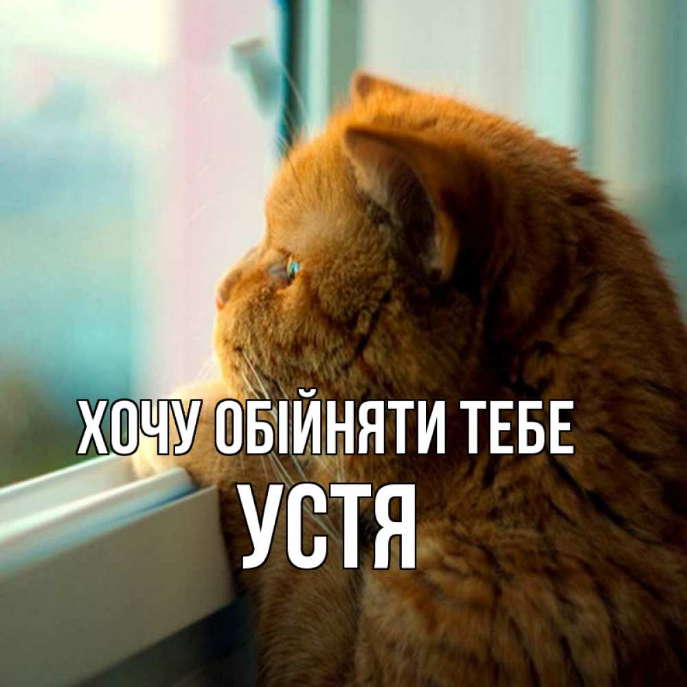 Открытка на каждый день з підписом, Устя Хочу обійняти тебе большой огромный рыжий котяра Прикольна листівка з побажанням онлайн скачати безкоштовно 