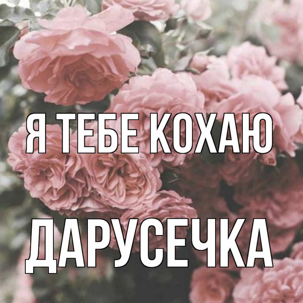 Открытка на каждый день з підписом, Дарусечка Я тебе кохаю розы 3 Прикольна листівка з побажанням онлайн скачати безкоштовно 