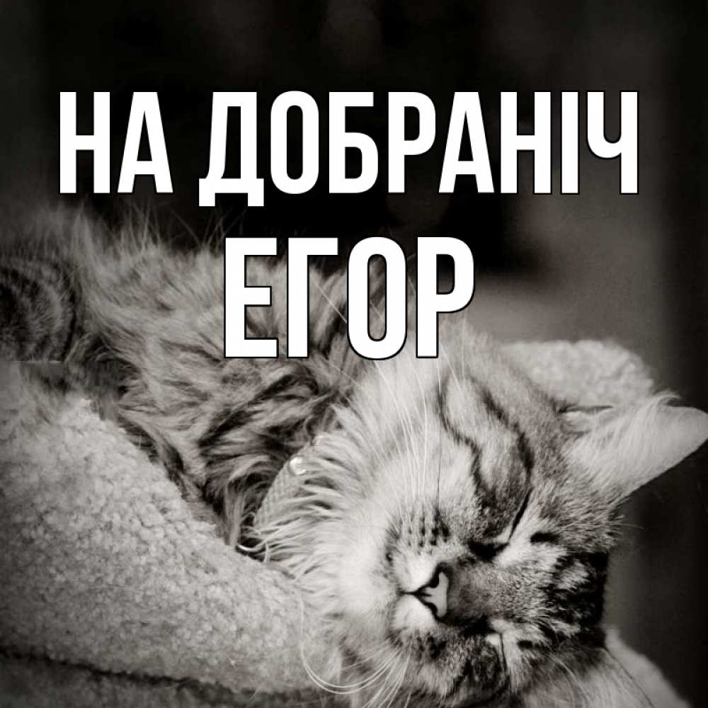 Открытка на каждый день з підписом, Егор На добраніч котярик пушистый Прикольна листівка з побажанням онлайн скачати безкоштовно 