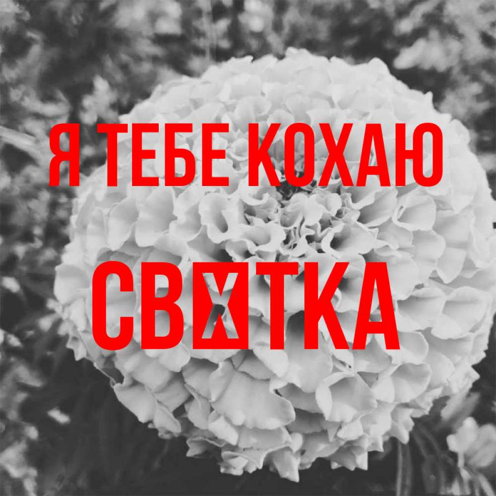 Открытка на каждый день з підписом, Свєтка Я тебе кохаю подпись Прикольна листівка з побажанням онлайн скачати безкоштовно 