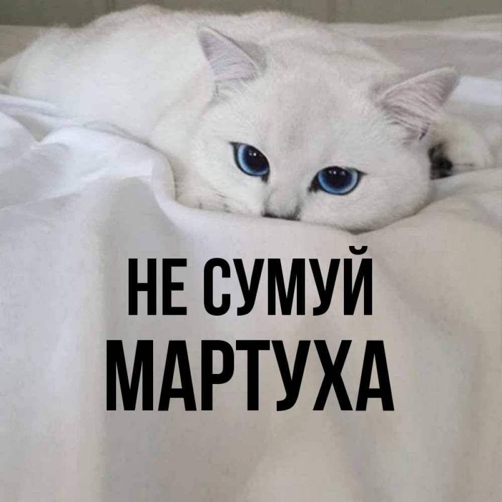 Открытка на каждый день з підписом, Мартуха Не сумуй Голубоглазая кошка Прикольна листівка з побажанням онлайн скачати безкоштовно 