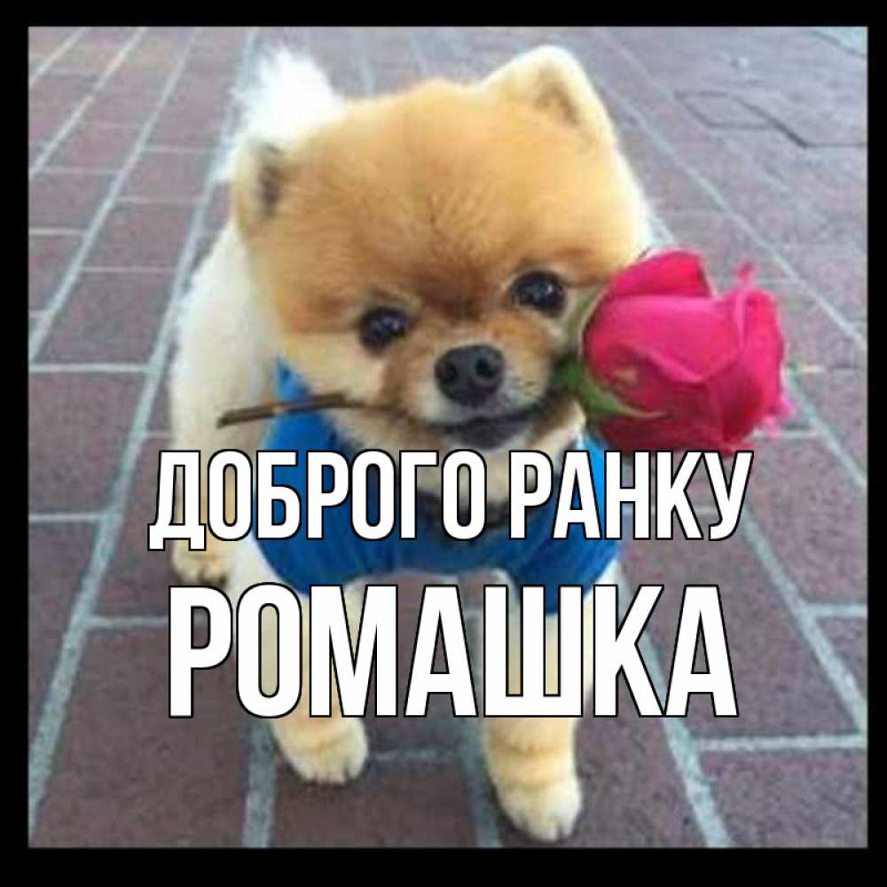 Открытка на каждый день з підписом, Ромашка Доброго ранку роза в зубах Прикольна листівка з побажанням онлайн скачати безкоштовно 