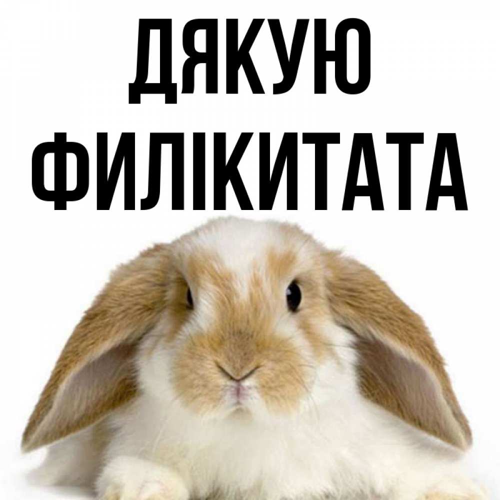 Открытка на каждый день з підписом, Филікитата Дякую коричнево белый заяц Прикольна листівка з побажанням онлайн скачати безкоштовно 
