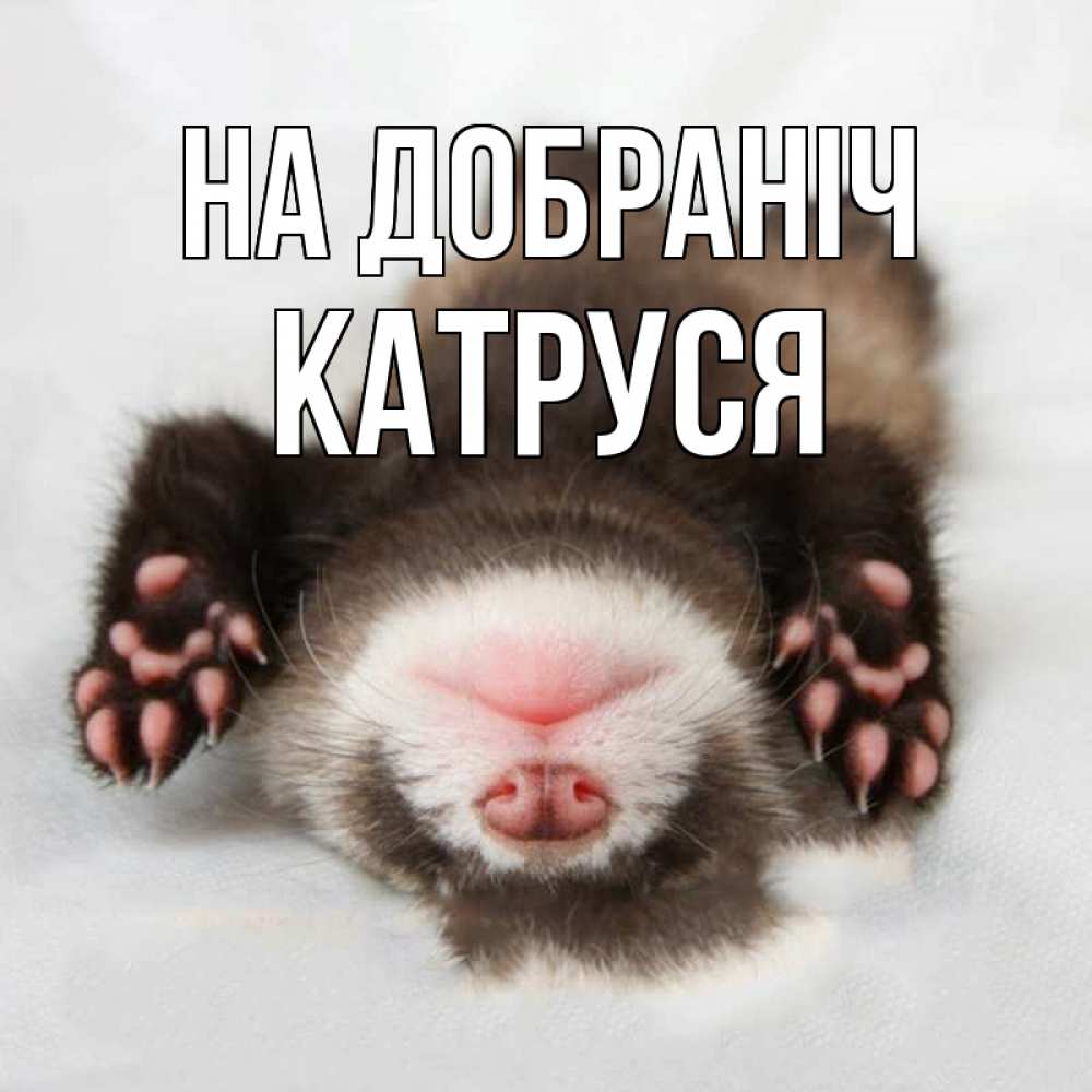 Открытка на каждый день з підписом, Катруся На добраніч зверек Прикольна листівка з побажанням онлайн скачати безкоштовно 