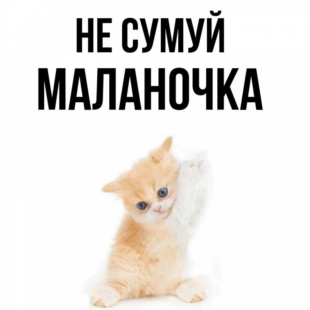 Открытка на каждый день з підписом, Маланочка Не сумуй просящий кот Прикольна листівка з побажанням онлайн скачати безкоштовно 
