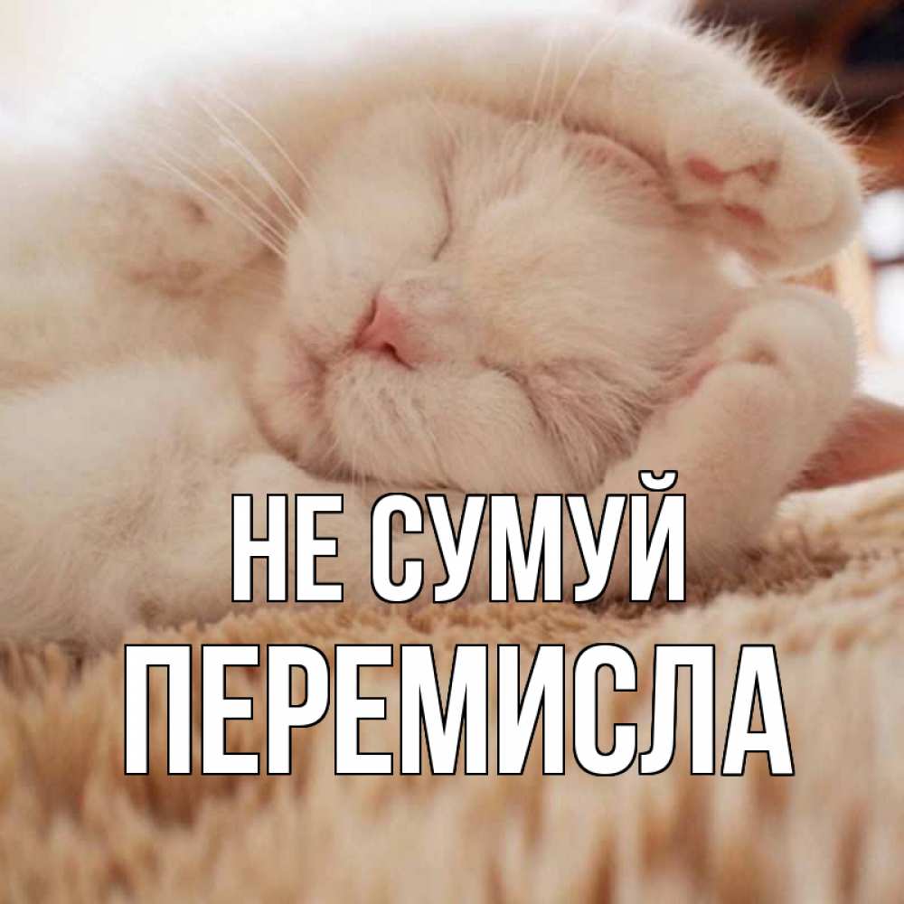 Открытка на каждый день з підписом, Перемисла Не сумуй белый кот Прикольна листівка з побажанням онлайн скачати безкоштовно 