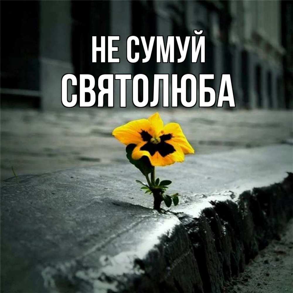 Открытка на каждый день з підписом, Святолюба Не сумуй не сдавайся Прикольна листівка з побажанням онлайн скачати безкоштовно 
