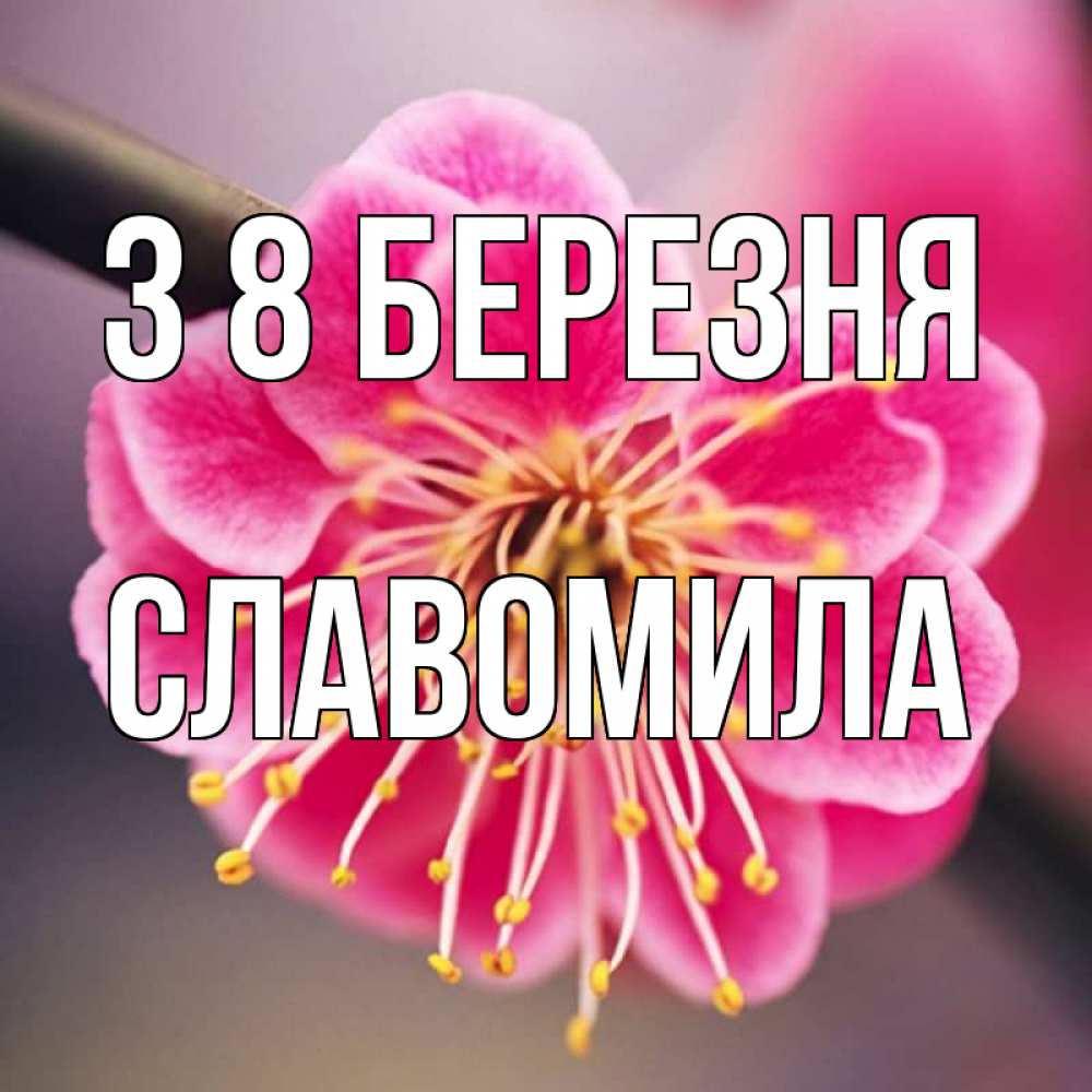 Открытка на каждый день з підписом, Славомила З 8 БЕРЕЗНЯ цветы Прикольна листівка з побажанням онлайн скачати безкоштовно 