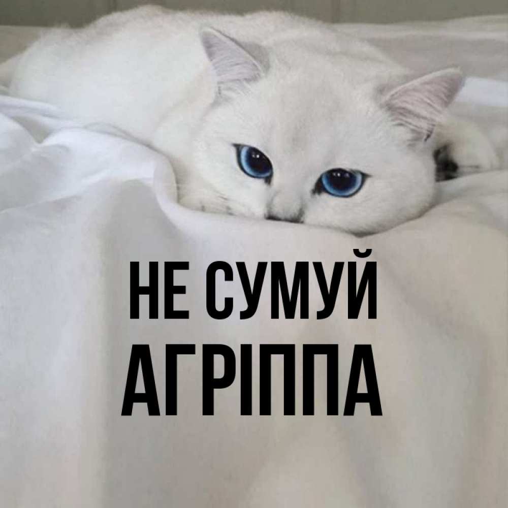Открытка на каждый день з підписом, Агріппа Не сумуй Голубоглазая кошка Прикольна листівка з побажанням онлайн скачати безкоштовно 