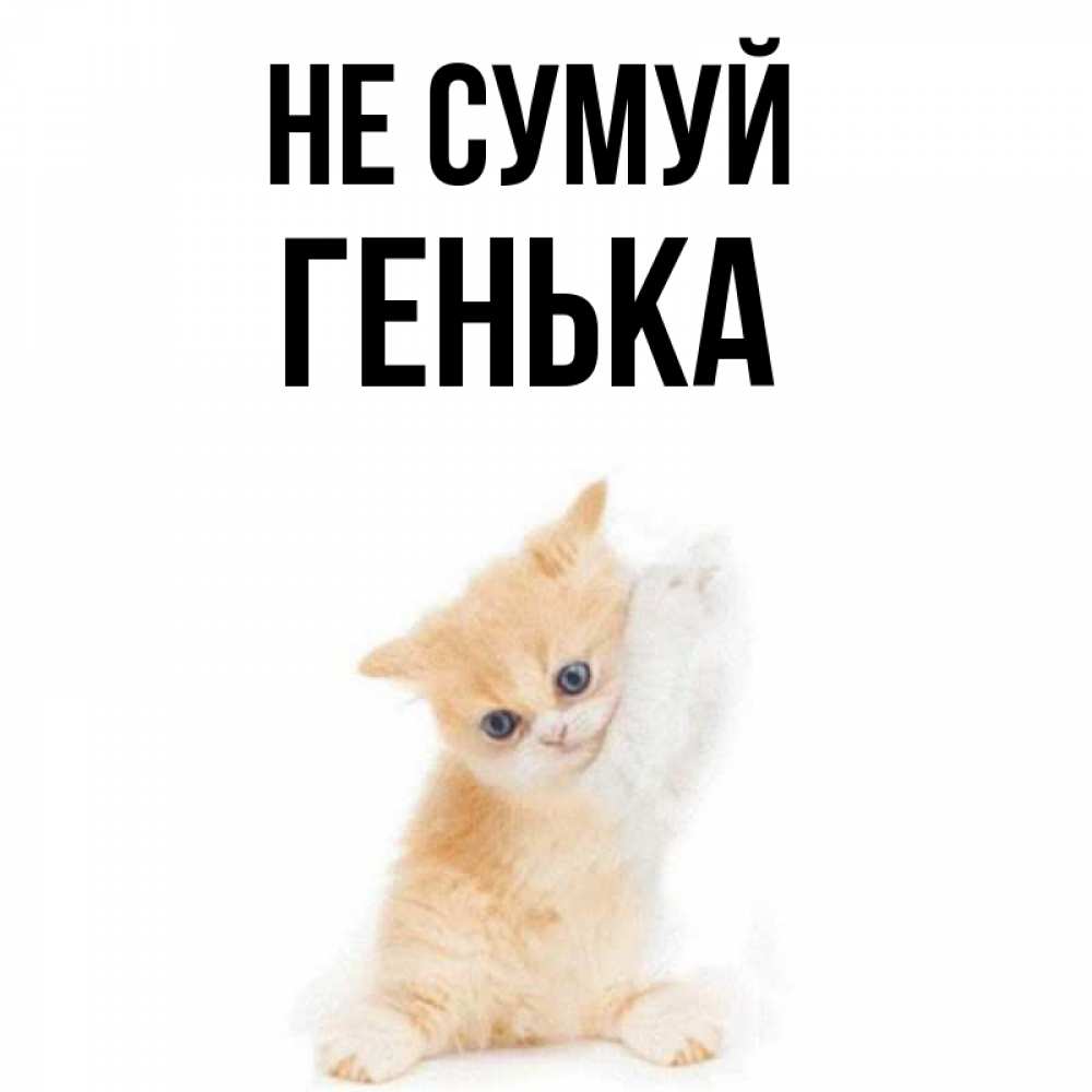 Открытка на каждый день з підписом, Генька Не сумуй просящий кот Прикольна листівка з побажанням онлайн скачати безкоштовно 