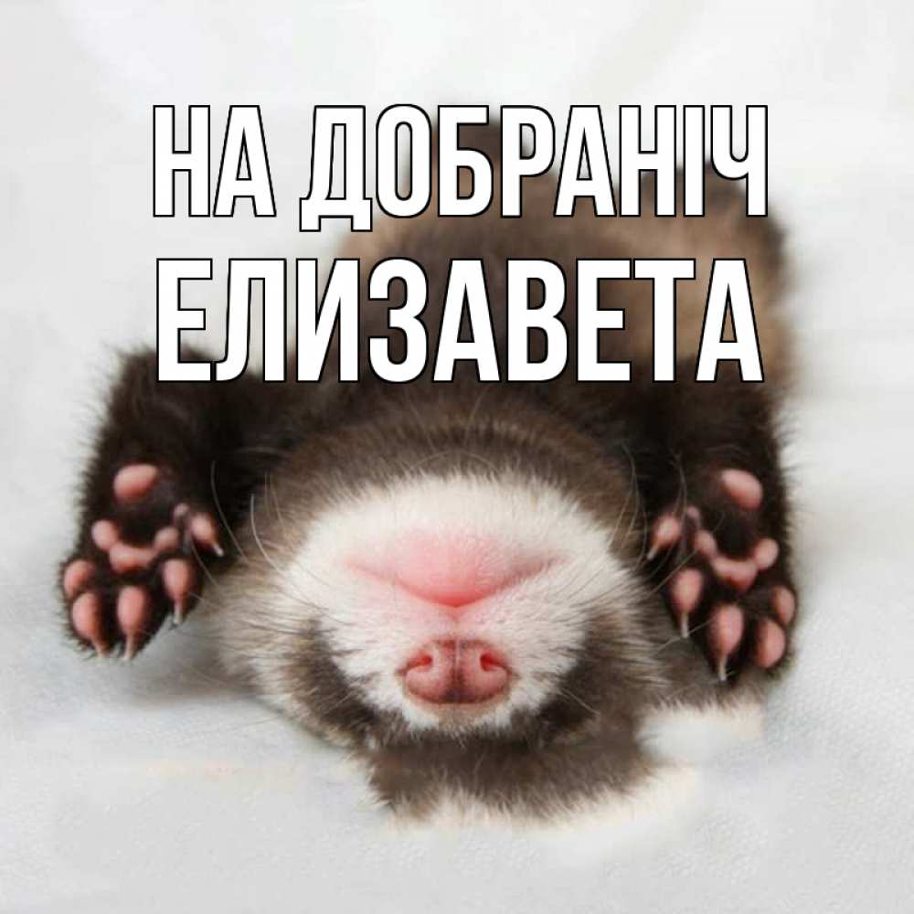 Открытка на каждый день з підписом, Елизавета На добраніч зверек Прикольна листівка з побажанням онлайн скачати безкоштовно 