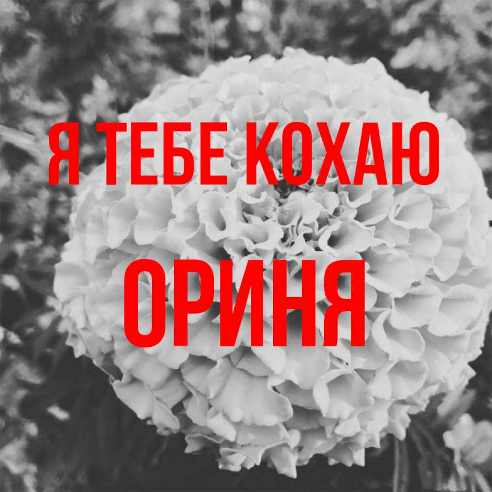 Открытка на каждый день з підписом, Ориня Я тебе кохаю подпись Прикольна листівка з побажанням онлайн скачати безкоштовно 