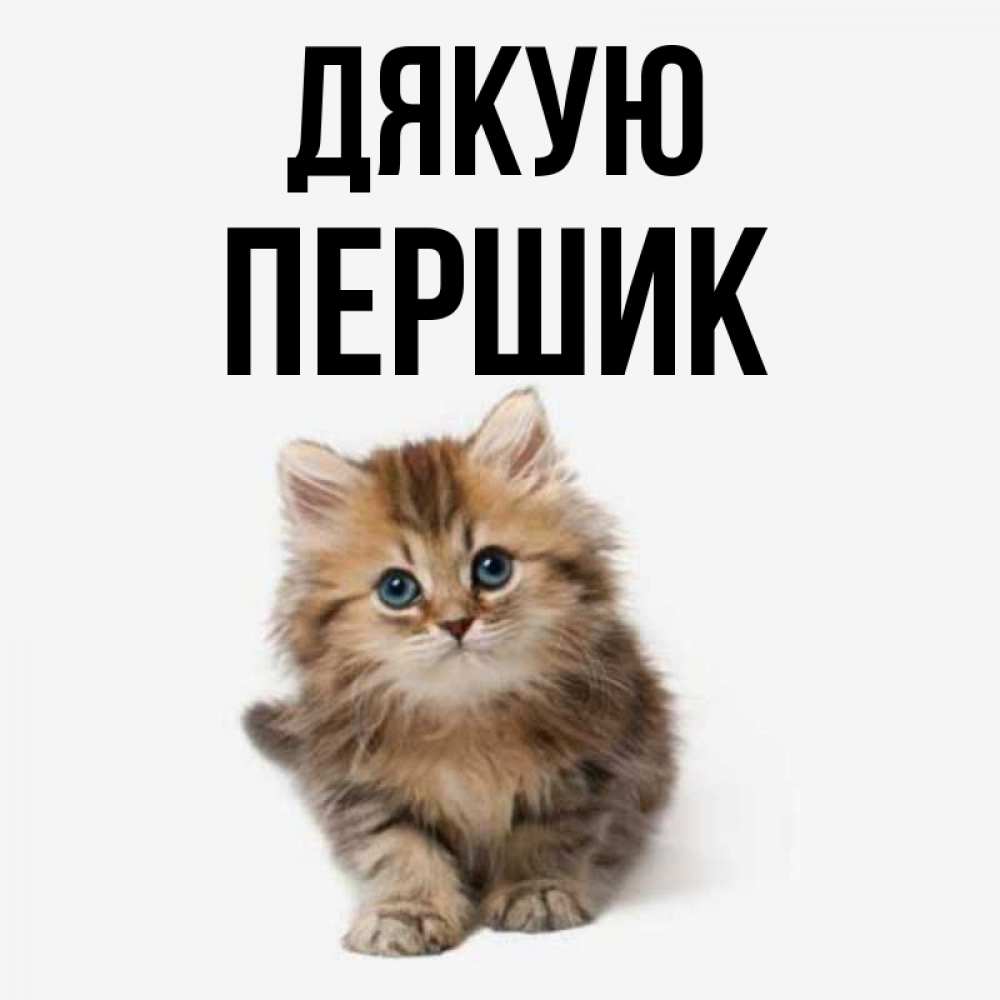 Открытка на каждый день з підписом, Першик Дякую пушистый котик Прикольна листівка з побажанням онлайн скачати безкоштовно 