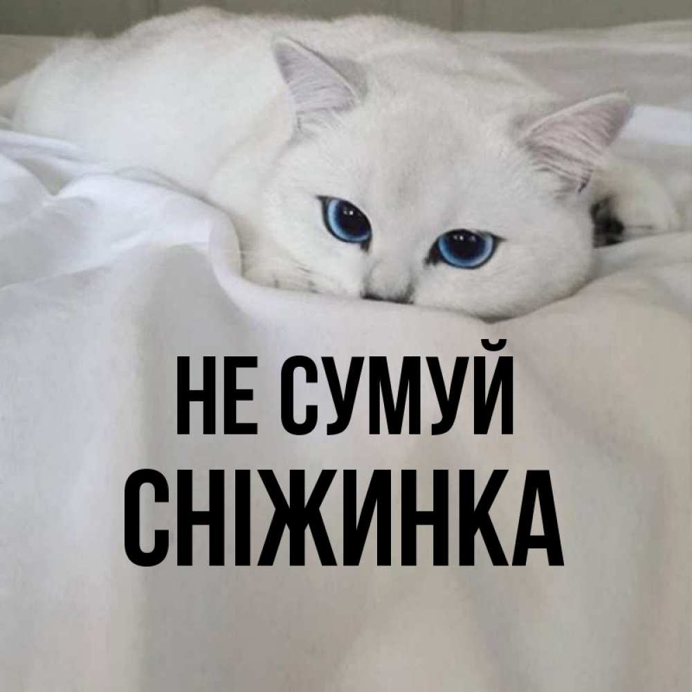 Открытка на каждый день з підписом, Сніжинка Не сумуй Голубоглазая кошка Прикольна листівка з побажанням онлайн скачати безкоштовно 