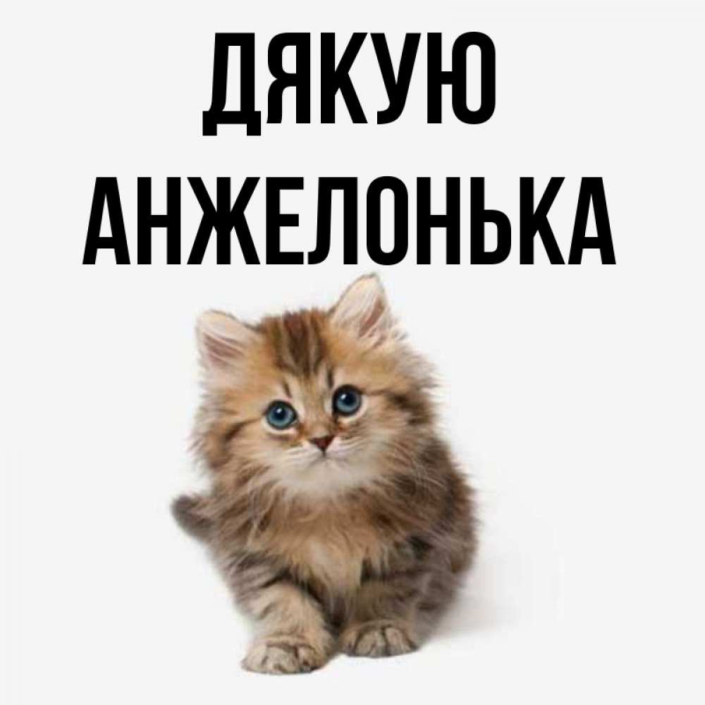 Открытка на каждый день з підписом, Анжелонька Дякую пушистый котик Прикольна листівка з побажанням онлайн скачати безкоштовно 