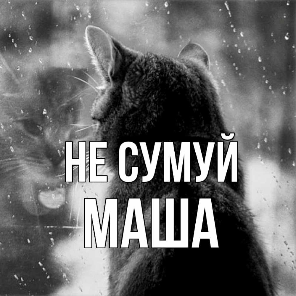 Открытка на каждый день з підписом, Маша Не сумуй отражение кота 1 Прикольна листівка з побажанням онлайн скачати безкоштовно 
