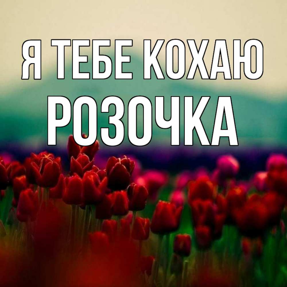 Открытка на каждый день з підписом, Розочка Я тебе кохаю тюльпаны 4 Прикольна листівка з побажанням онлайн скачати безкоштовно 