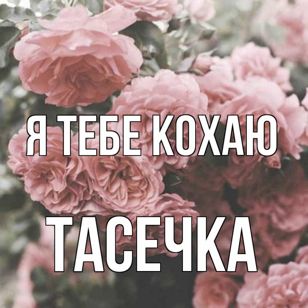 Открытка на каждый день з підписом, Тасечка Я тебе кохаю розы 3 Прикольна листівка з побажанням онлайн скачати безкоштовно 