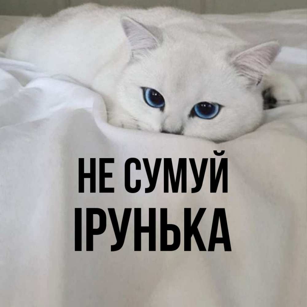 Открытка на каждый день з підписом, Ірунька Не сумуй Голубоглазая кошка Прикольна листівка з побажанням онлайн скачати безкоштовно 