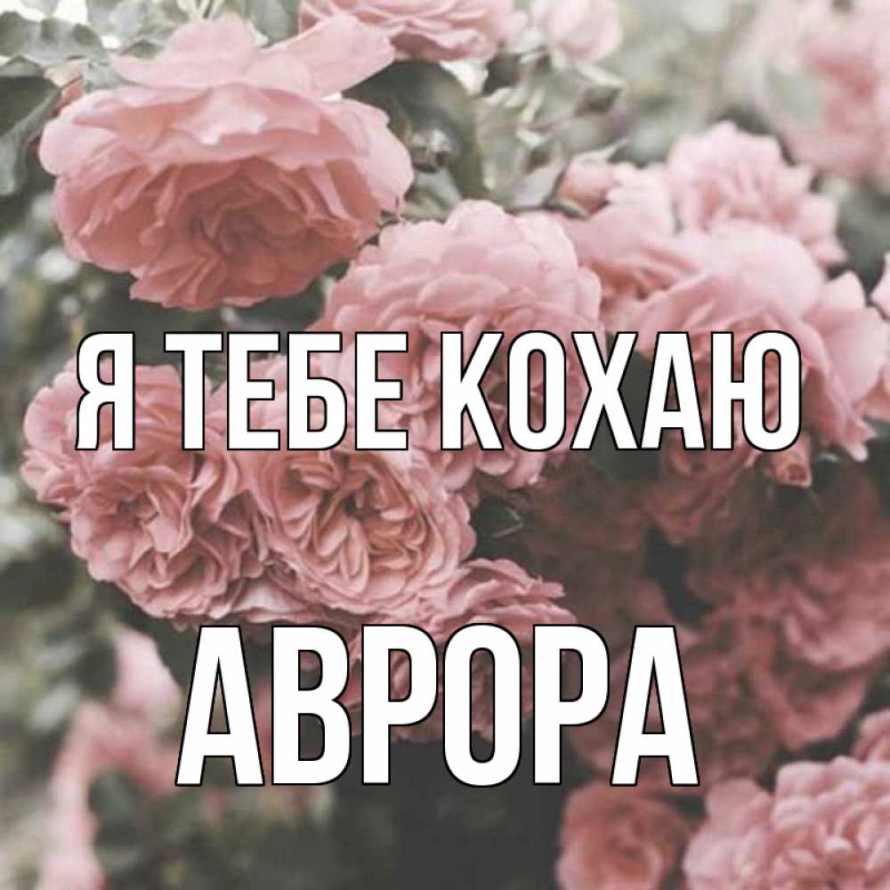 Открытка на каждый день з підписом, Аврора Я тебе кохаю розы 3 Прикольна листівка з побажанням онлайн скачати безкоштовно 