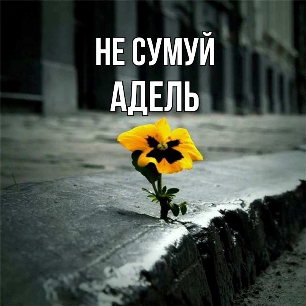 Открытка на каждый день з підписом, Адель Не сумуй не сдавайся Прикольна листівка з побажанням онлайн скачати безкоштовно 