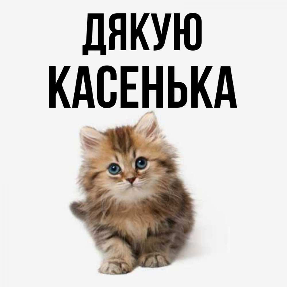 Открытка на каждый день з підписом, Касенька Дякую пушистый котик Прикольна листівка з побажанням онлайн скачати безкоштовно 