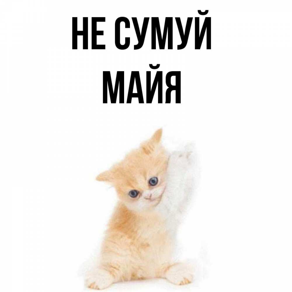 Открытка на каждый день з підписом, Майя Не сумуй просящий кот Прикольна листівка з побажанням онлайн скачати безкоштовно 