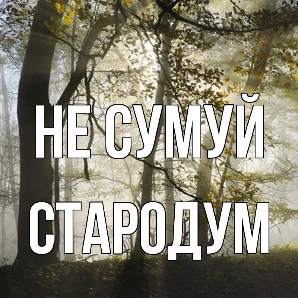Открытка на каждый день з підписом, Стародум Не сумуй лес и свет Прикольна листівка з побажанням онлайн скачати безкоштовно 