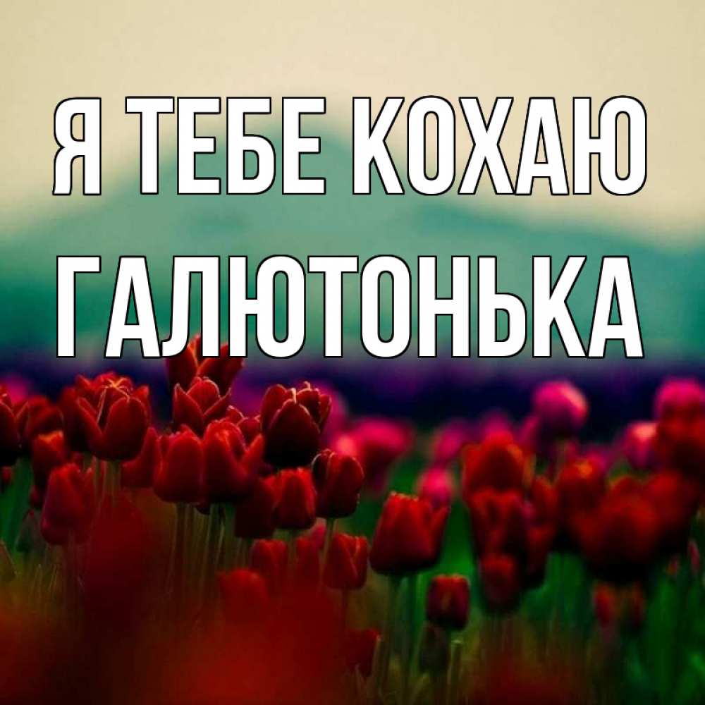 Открытка на каждый день з підписом, Галютонька Я тебе кохаю тюльпаны 4 Прикольна листівка з побажанням онлайн скачати безкоштовно 