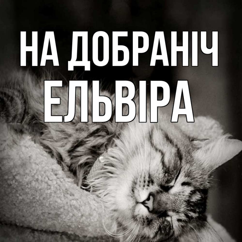 Открытка на каждый день з підписом, Ельвіра На добраніч котярик пушистый Прикольна листівка з побажанням онлайн скачати безкоштовно 