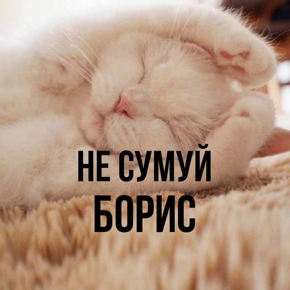 Открытка на каждый день з підписом, Борис Не сумуй Котенок спит Прикольна листівка з побажанням онлайн скачати безкоштовно 