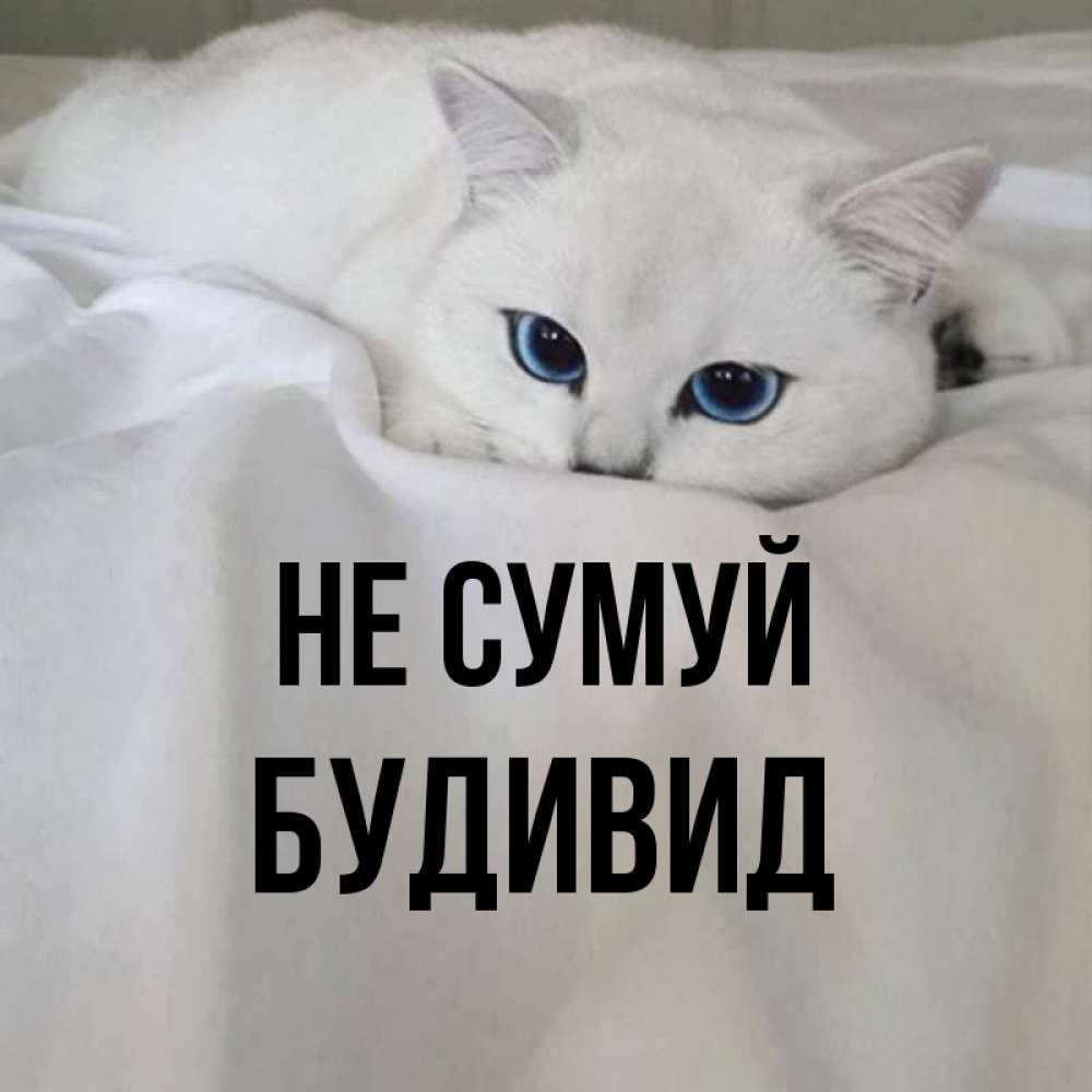 Открытка на каждый день з підписом, Будивид Не сумуй Голубоглазая кошка Прикольна листівка з побажанням онлайн скачати безкоштовно 